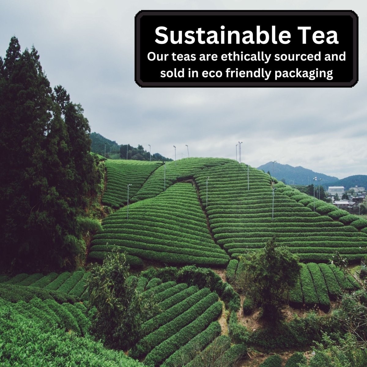 Tea plantation with text about sustainable tea sourcing and packaging